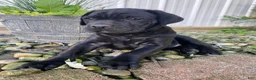 Cane Corso dogs for sale: Janelle - Ad 12