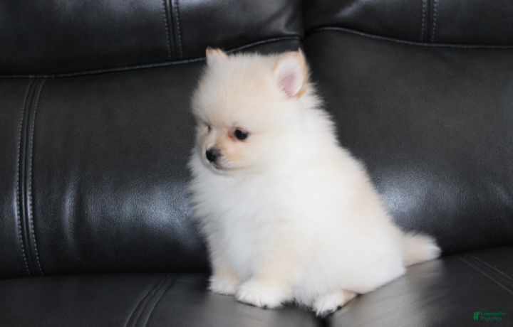 Pomeranian dogs Ruby - Ad 1