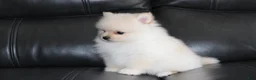 Pomeranian dogs for sale: Ruby - Ad 1