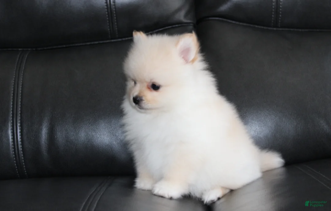 Pomeranian dogs for sale: Ruby - Ad 1