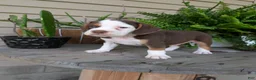 Beabull dogs for sale: Max - Ad 6