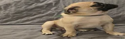 Pug dogs for sale: Pug Puppy 2 - Ad 6