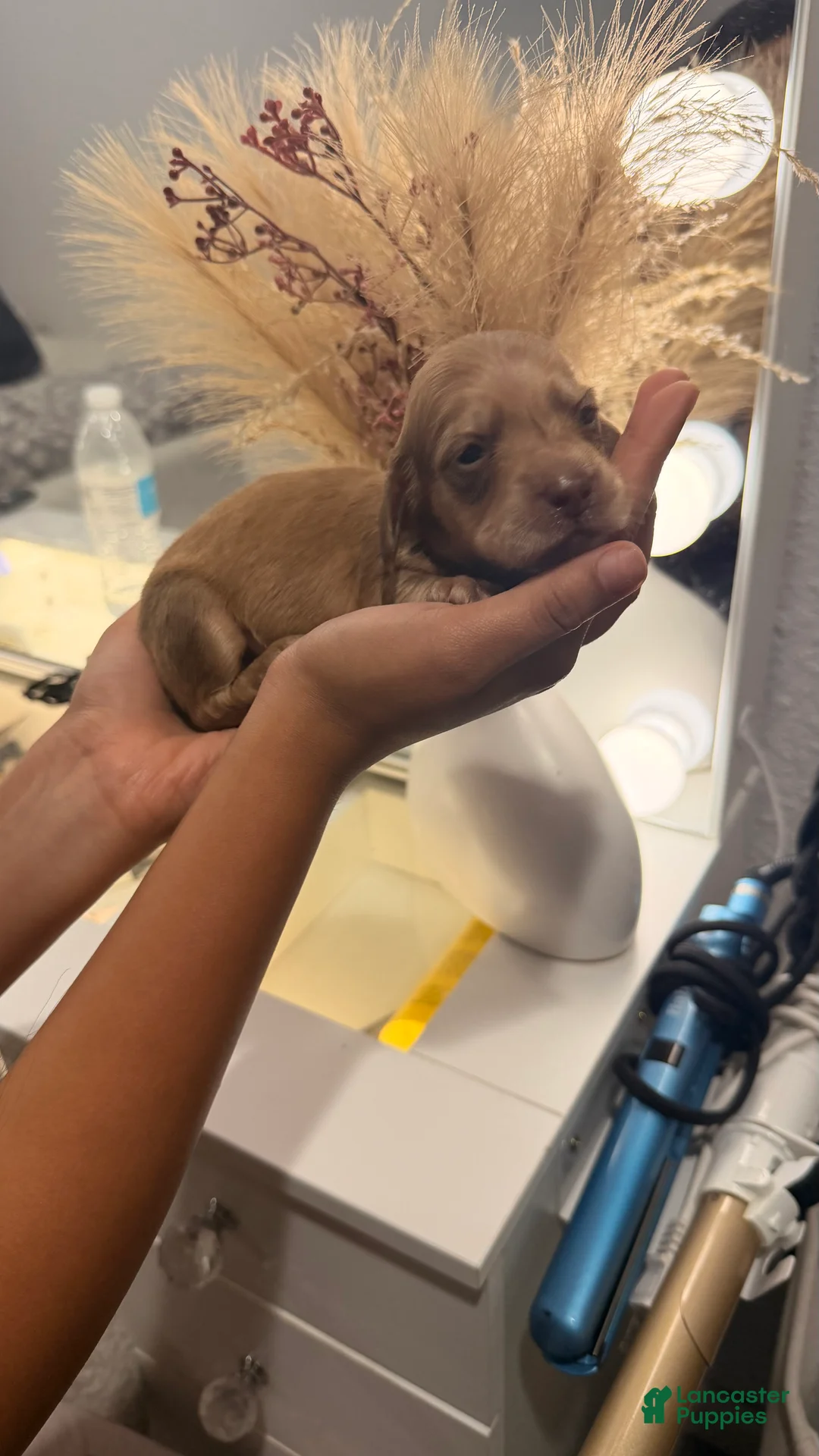 Miniature Dachshund dogs for sale: Miniature Dachshund 4 - Ad 2