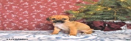 Puggle dogs for sale: Jesito - Ad 3