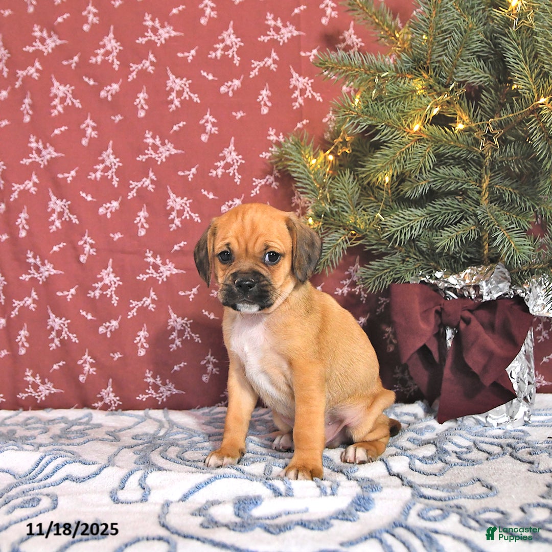 Puggle dogs for sale: Jesito - Ad 3