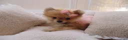 Pomeranian dogs for sale: Pomeranian Puppy 1 - Ad 2