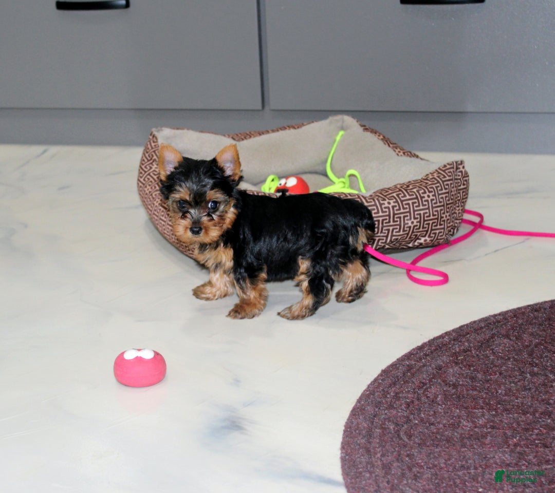 Yorkshire Terrier dogs for sale: Rocket - Ad 2