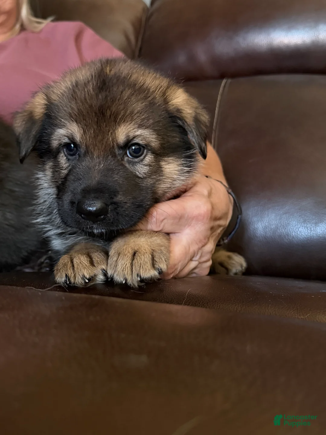 German Shepherd dogs for sale: German Shepherd 3 - Ad 2