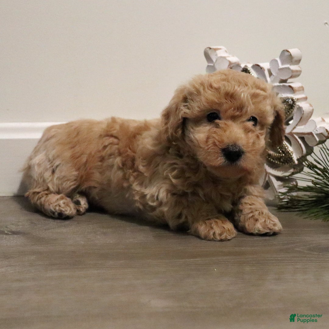 Miniature Poodle dogs for sale: Missy - Ad 5