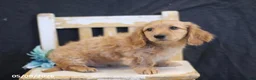 Miniature Dachshund dogs for sale: Victor - Ad 3
