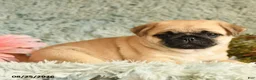 Pug dogs for sale: Bouncer - Ad 2