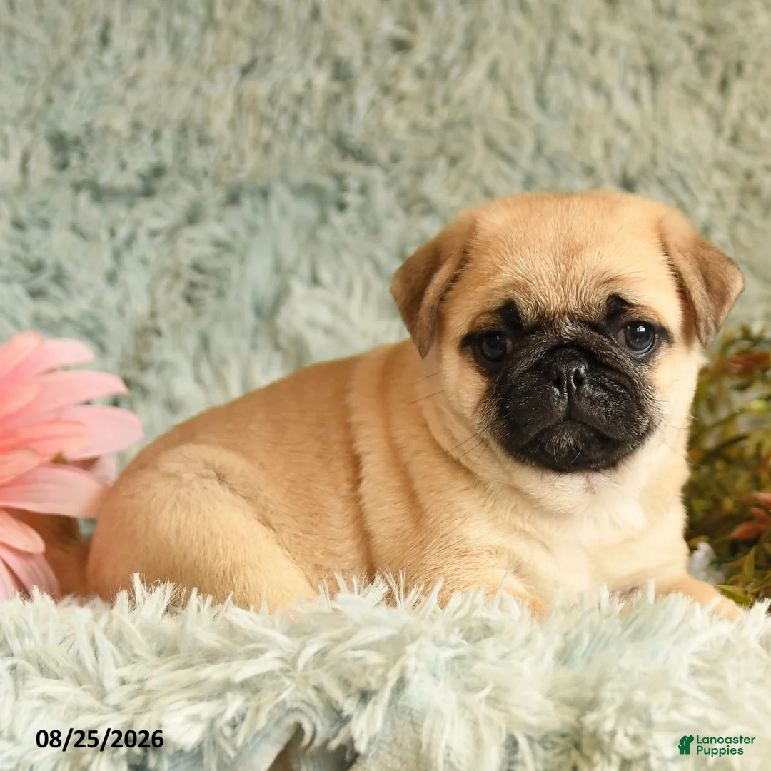 Pug dogs for sale: Bouncer - Ad 2
