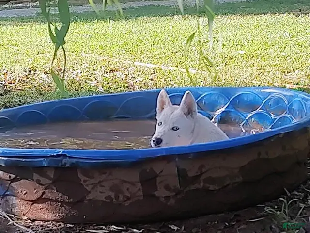 Siberian Husky dogs for sale: Eve - Ad 2