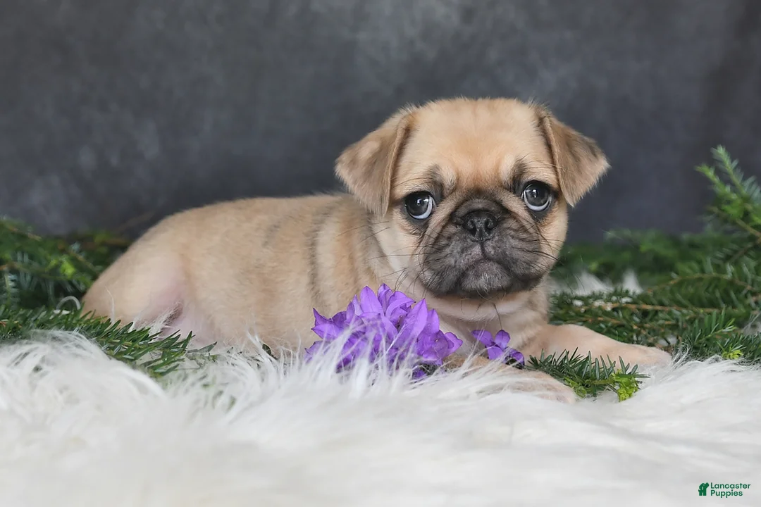 Pug dogs for sale: Jaci - Ad 2