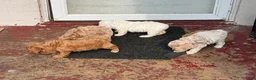 Shihpoo dogs for sale: Shihpoo 4 ~ prince - boy  - Ad 10