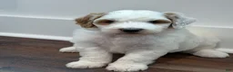 Goldendoodle dogs for sale: Forest - Ad 7
