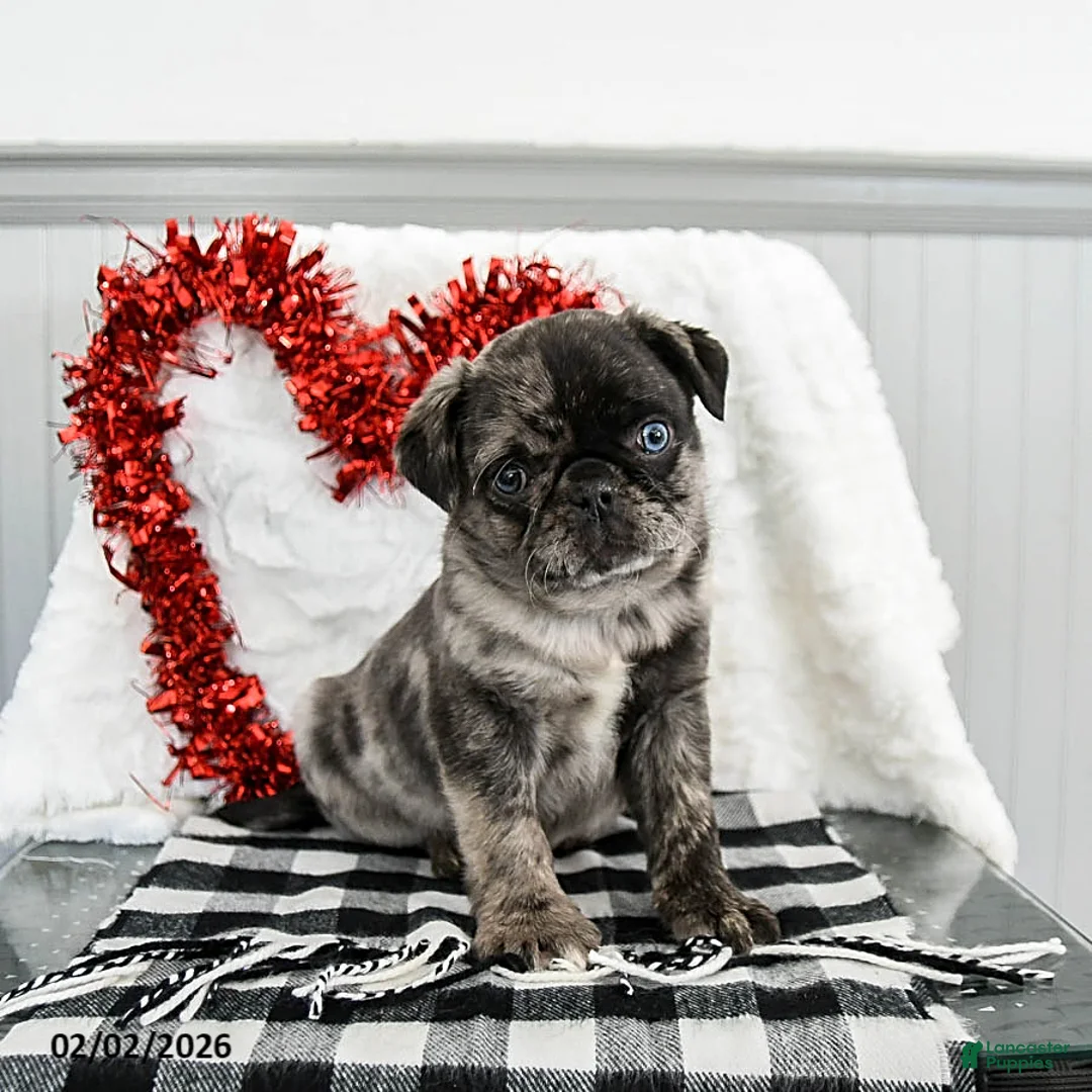 Pug dogs for sale: Snickers - Ad 1