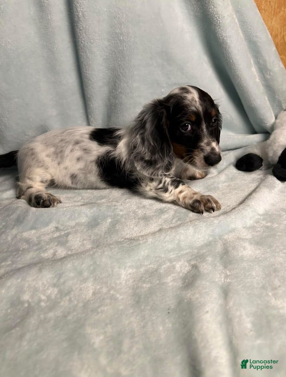 Dachshund dogs for sale: Newman - Ad 12