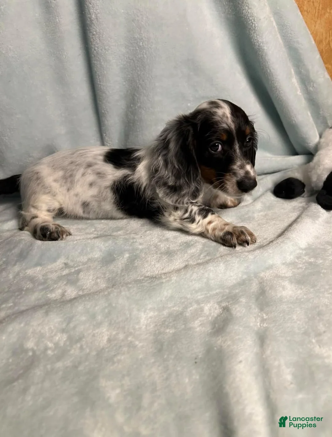 Dachshund dogs for sale: Newman - Ad 1