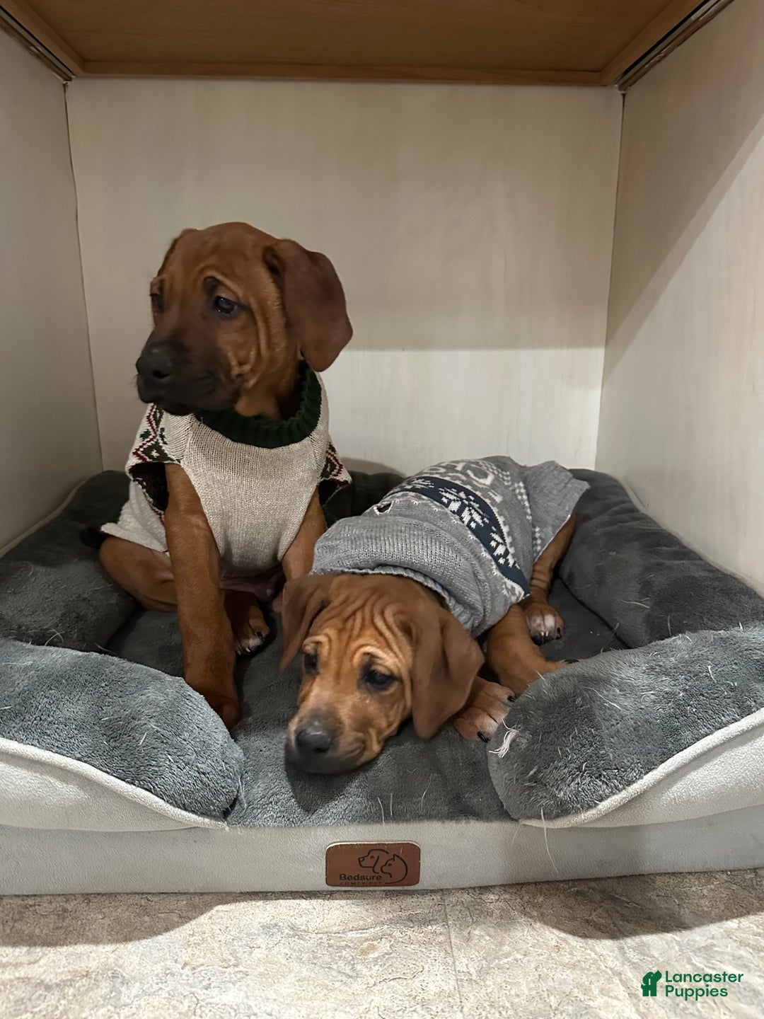 Rhodesian Ridgeback dogs for sale: SOLD Mae AKC RHODESIAN RIDGEBACK - Ad 4