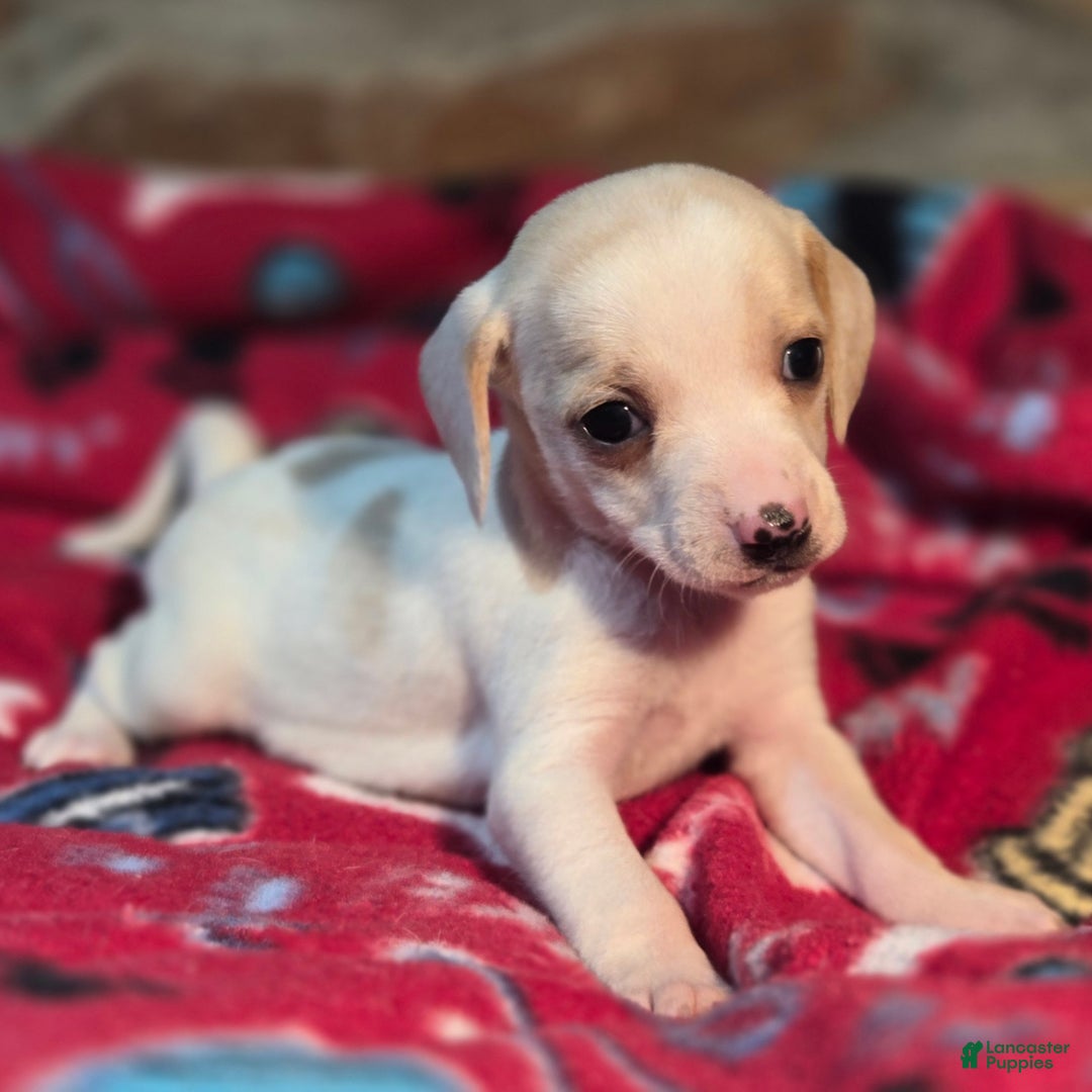 Beagle dogs for sale: Salt Queen Elizabeth Pocket Beagle - Ad 1