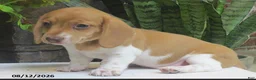 Miniature Dachshund dogs for sale: Jewel - Ad 1