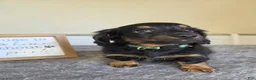 Miniature Dachshund dogs for sale: Chai- AKC - Ad 3