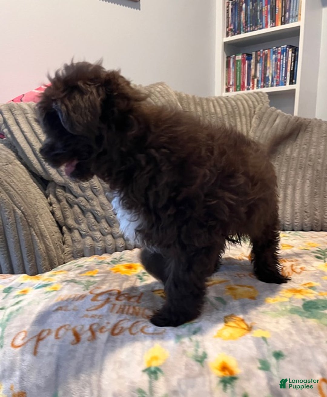 Pomapoo dogs for sale: Kevin - Ad 10