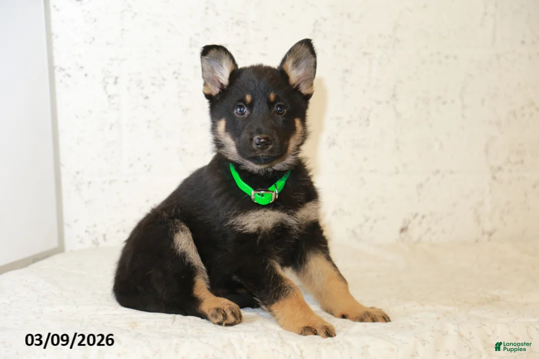 German Shepherd dogs for sale: Maggy - Ad 1