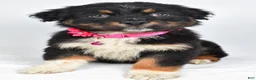 Australian Shepherd dogs for sale: Eclipse  - Ad 1