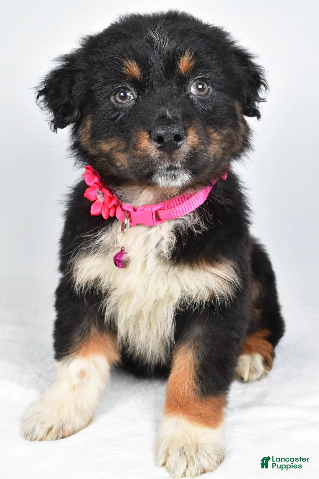 Australian Shepherd dogs for sale: Eclipse  - Ad 1