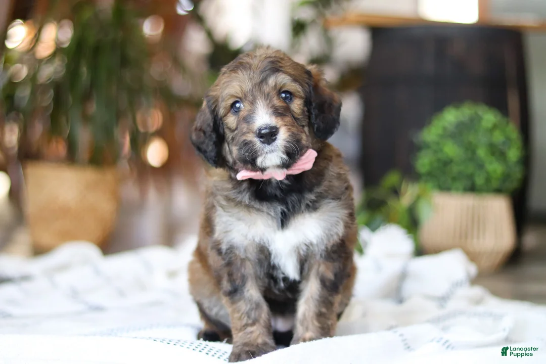 Bernedoodle dogs for sale: Charm - Ad 1