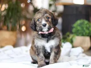 Bernedoodle dogs Charm - Ad 3