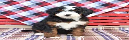 Mini Bernedoodle dogs for sale: Gus - Ad 4
