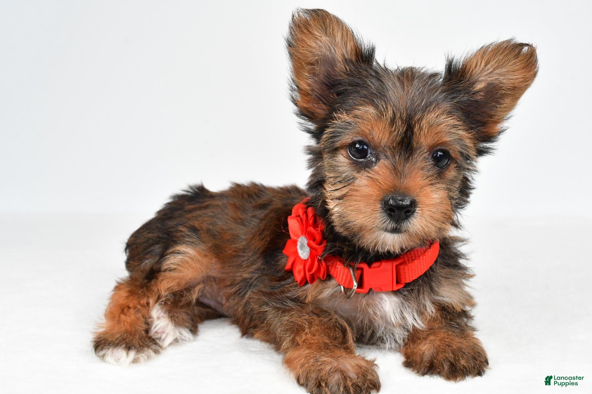 Yorkshire Terrier dogs Isabella - Ad 2