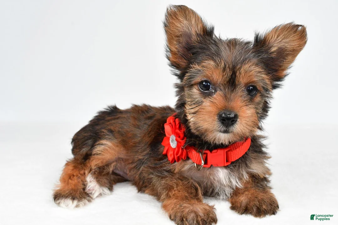 Yorkshire Terrier dogs for sale: Isabella - Ad 2