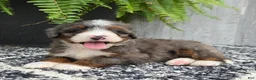 Mini Bernedoodle dogs for sale: Mini Gracie - Ad 7