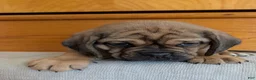 Puggle dogs for sale: Chase  - Ad 7