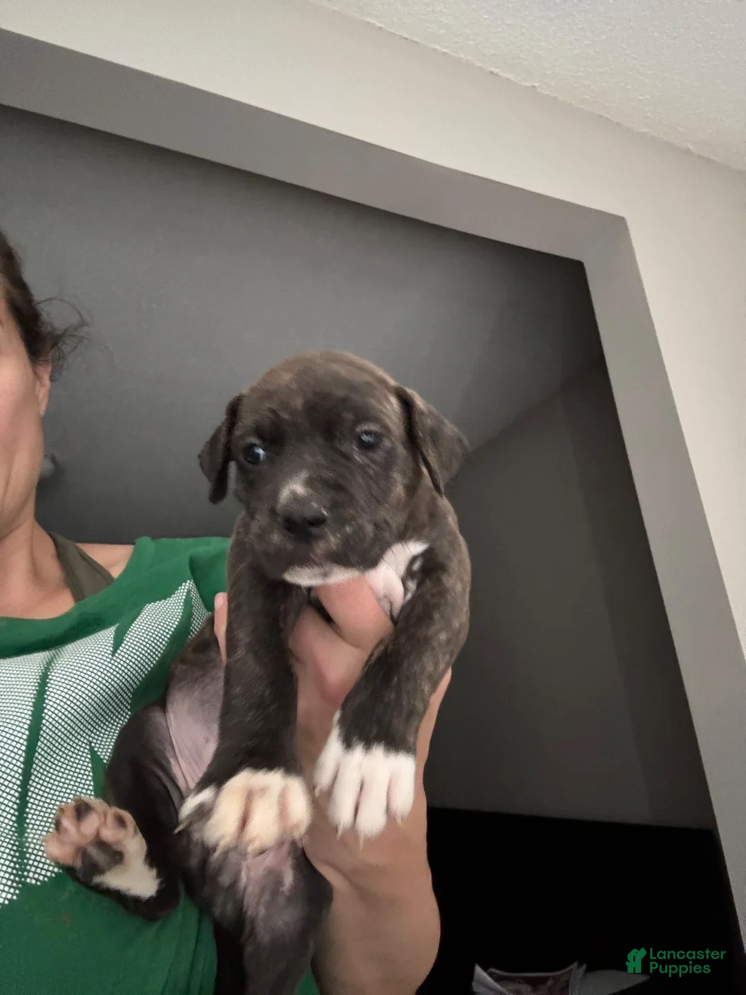 Mixed Breed dogs for sale: Mixed Breed 9 - Ad 1