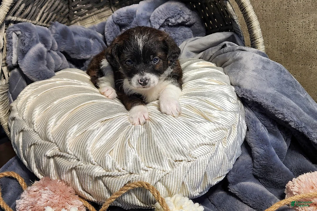 Aussiedoodle dogs for sale: Rowan - Ad 3