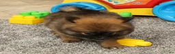 Pomeranian dogs for sale: Mandy - Ad 6