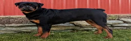 Rottweiler dogs for sale: Owen - Ad 7