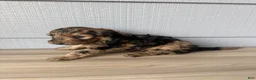 Aussiedoodle dogs for sale: Gomer - Ad 2