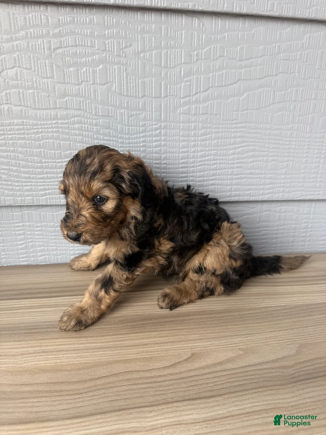 Aussiedoodle dogs for sale: Gomer - Ad 2