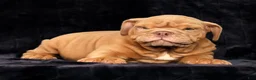 English Bulldog dogs for sale: Stuart - Ad 7
