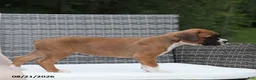 Boxer dogs for sale: Queenie - Ad 4