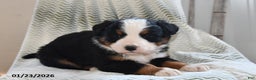 Bernese Mountain Dog dogs for sale: Asher - Ad 1