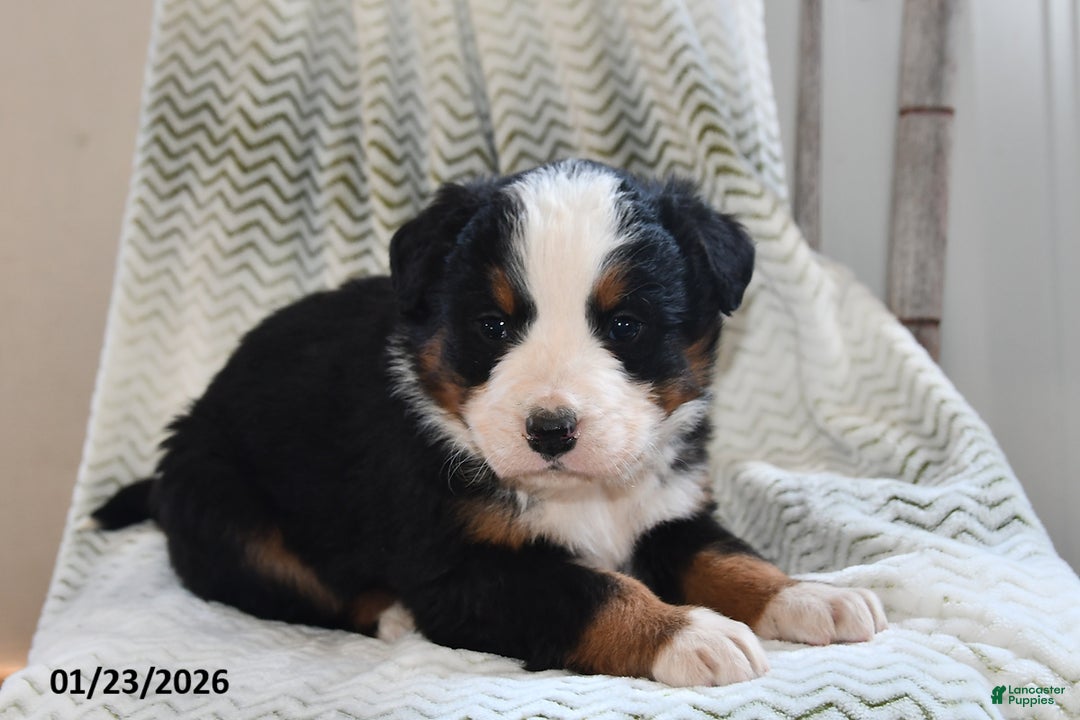 Bernese Mountain Dog dogs for sale: Asher - Ad 1