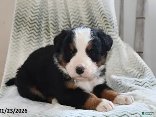 Bernese Mountain Dog dogs Asher - Ad 18