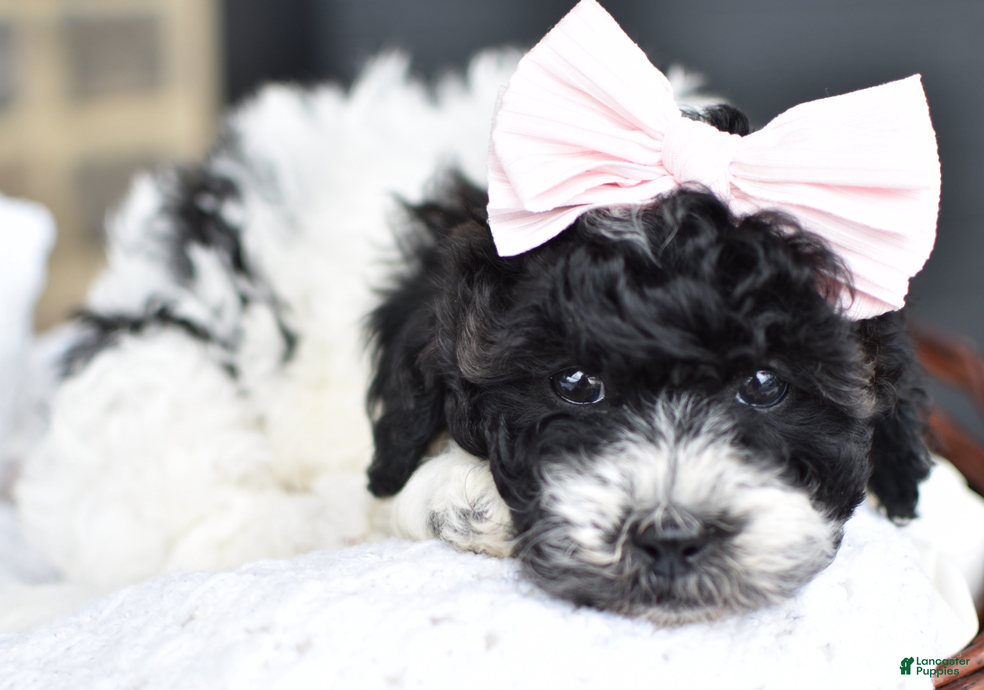 Mixed Breed dogs Sadie - Ad 2
